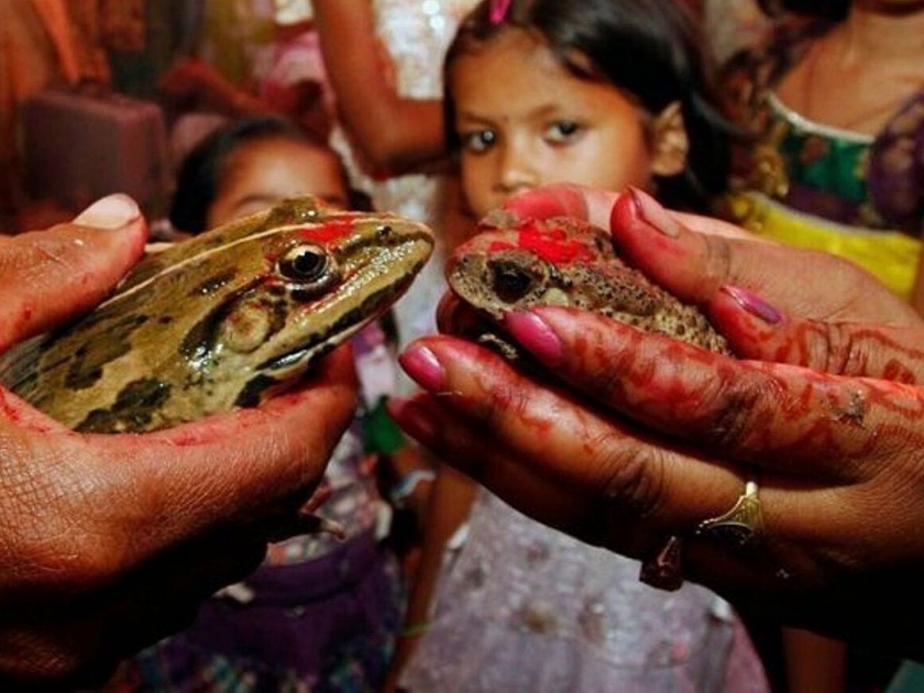 Frogs divorced 2 months after wedding to stop heavy rains in Madhya Pradesh | ...म्हणून त्यांनी घडवला दोन बेडकांचा घटस्फोट