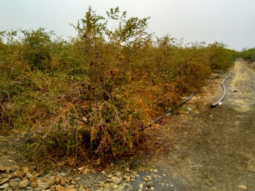Drying of the pomegranate has dried up in the Washim district due to drying heat | वाशिम जिल्ह्यात रखरखत्या उन्हामुळे डाळिंब बागा सुकल्या 