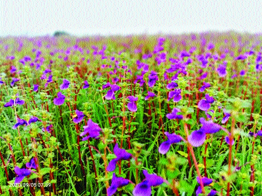 Cas Plateau is locked down this year! | कास पठार यंदा ‘लॉकडाऊन’च! ३० ते ३५ प्रकारची फुले फुलली