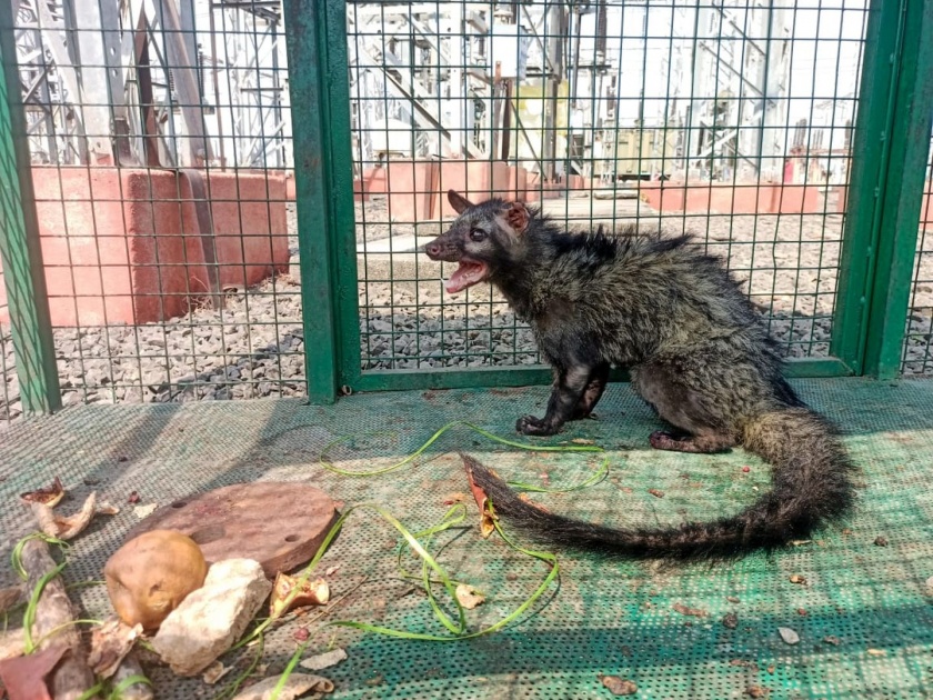 A cage was set up to catch the salinder, and the wildcat got stuck in it | साळींदर पकडण्यासाठी पिंजरा लावला, त्यात अडकले उदमांजर