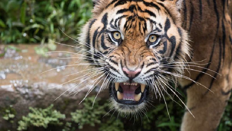 A tiger killed 40 people in the district during the year | जिल्ह्यात वर्षभरात वाघाने घेतला ४० जणांचा बळी