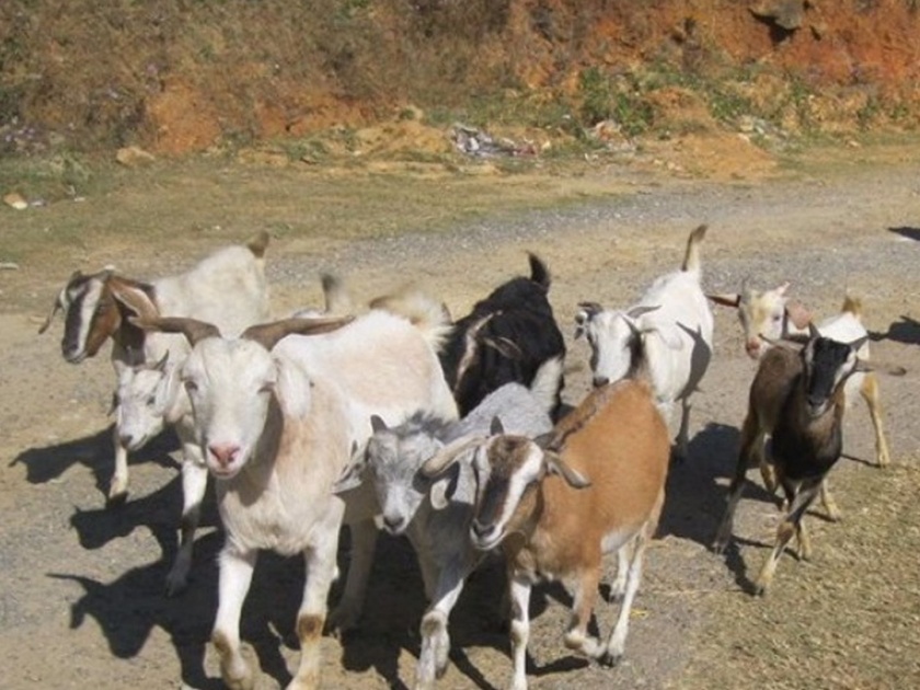OMG! cowherd was CoronaVirus positive; Quarantined 47 goats in Karnataka | झोपच उडाली! गुराख्याला कोरोना झाला; कर्नाटकात 47 बकऱ्या केल्या क्वारंटाईन