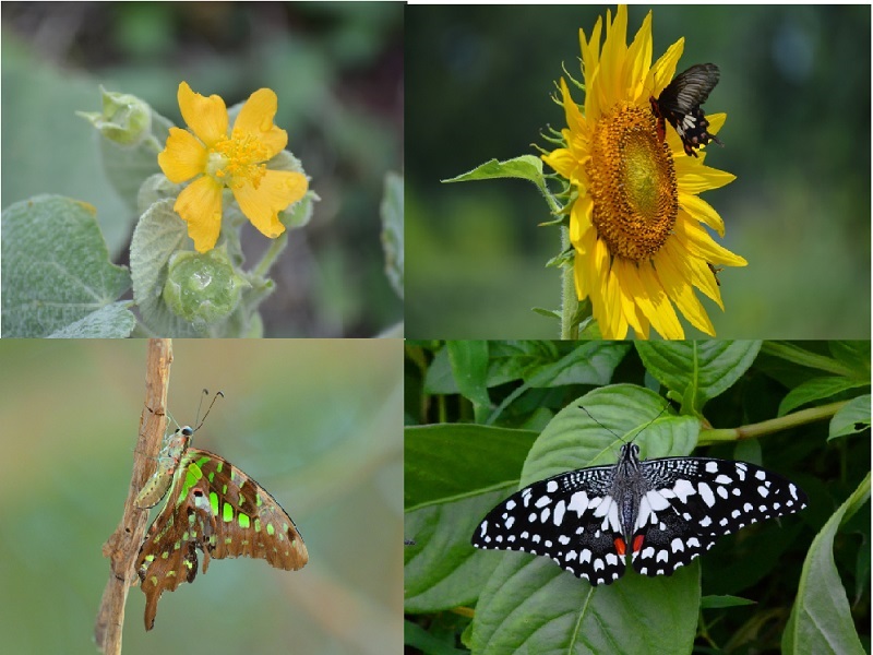 Ahmednagar district has 98 species of wildflowers and 32 species of butterflies in Ahmednagar district | अहमदनगर जिल्ह्यात ९८ प्रजातींचे रानफुले अन ३२ प्रजातींच्या फुलपाखरांची नोंद