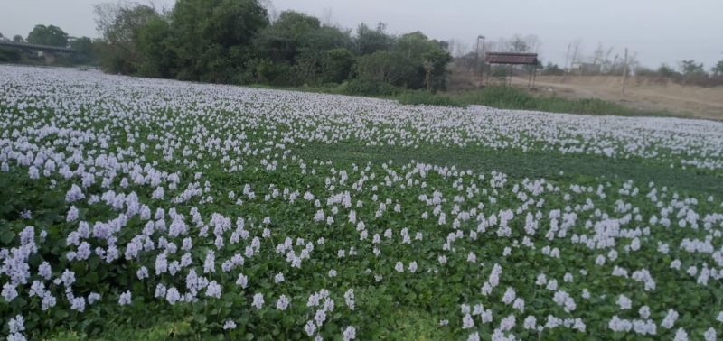 Flower carpet on the Bor river embankment in Wardha district | वर्धा जिल्ह्यातील बोर नदीच्या पाण्यावर फुलांचा गालिचा