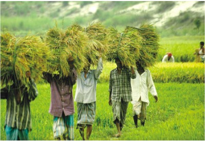 17 crore 31 lakhs fund for the scheduled tribes farmers | अनुसूचित जमातीतील शेतकऱ्यांसाठी १७ कोटी ३१ लाखाचा निधी