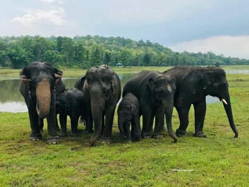 let the elephants choose their home | हत्तींना निवडू द्या त्यांचे घर!