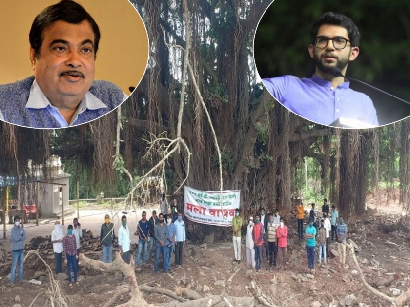 environment minister aaditya thackeray writes to nitin gadkari to save 400 year old banyan tree | गडकरीजी, 'तो' ४०० वर्ष जुना वटवृक्ष वाचवा; आदित्य ठाकरेंची पत्राद्वारे विनंती