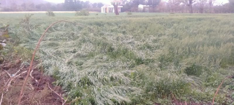Wheat loss on 448 hectares in 26 villages due to Rain | ‘अवकाळी’च्या तडाख्यात २६ गावांत ४४८ हेक्टरवरील गव्हाचे नुकसान!
