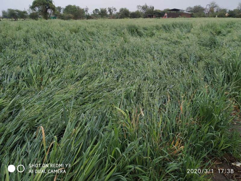 Damage to crops on 1176 hectares due to untimely rains | अवकाळी पावसाने ११७६ हेक्टरवरील पिकांचे नुकसान
