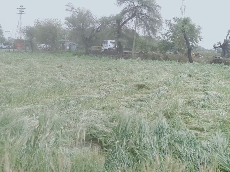Khamgaon: Great loss of Rabi crops due to untimely rains | खामगाव  : अवकाळी पावसाने रब्बी पिकांचे मोठे नुकसान