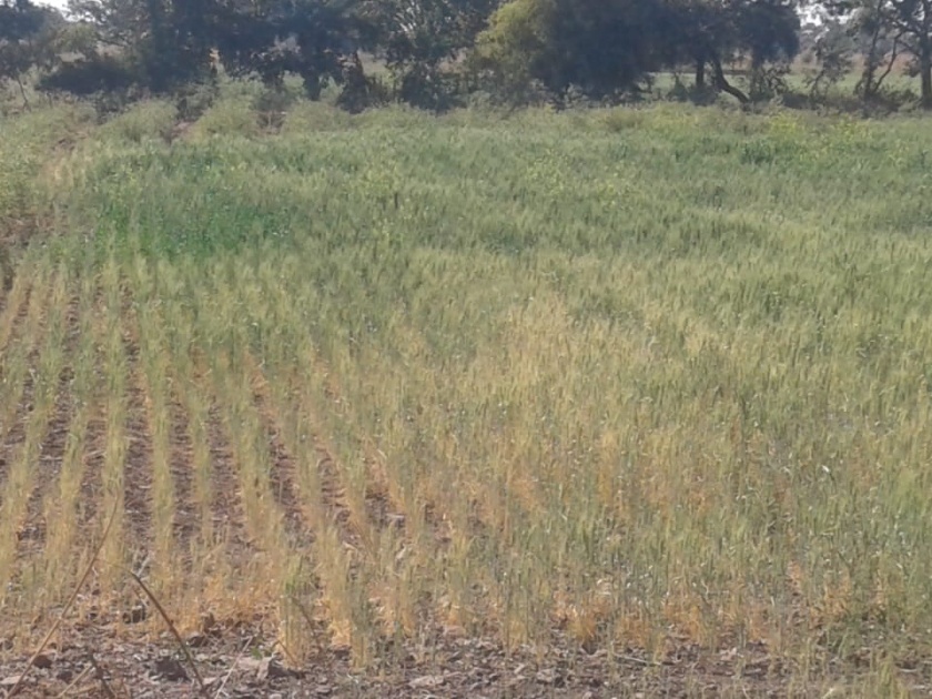 In the condition of drying wheat crop due to lack of water | पाण्याअभावी गहू पिक सुकण्याच्या स्थितीत 