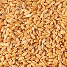 The Muslim community donated 330 quintals of wheat for 'Guru Ramdas Langar' | मुस्लिम समुदायाने दिला ‘गुरू रामदास लंगर’साठी ३३0 क्विंटल गहू