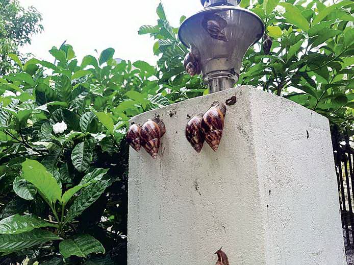 My GOD ... snails that have appeared everywhere in Nagpur; | अबब...नागपुरात जागोजागी अवतरल्या गोगलगायी; नागरिक हैराण