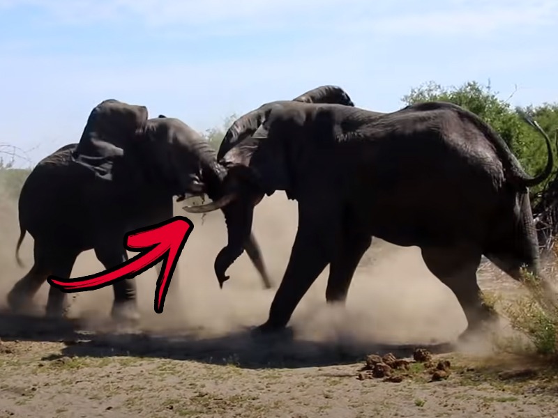 two elephants fighting video goes viral on social media | Viral Video: आपापसात भिडले दोन गजराज! झाली तुफान लढाई, पाहा काळजाचा ठोका चुकवणारा व्हिडिओ