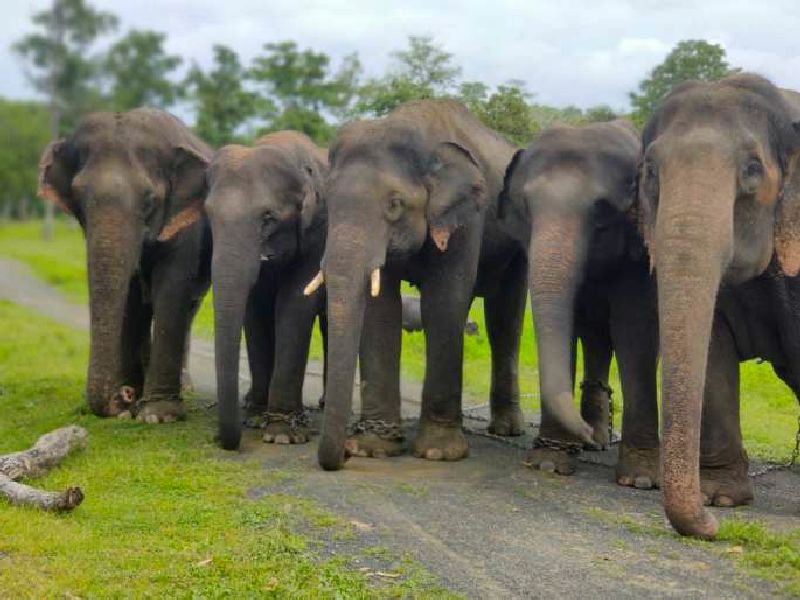 13 elephants from Maharashtra to be sent to Gujarat, Central government's approval for transfer | महाराष्ट्रातील १३ हत्ती गुजरातमध्ये पाठवणार; हस्तांतरणासाठी केंद्राची मंजुरी