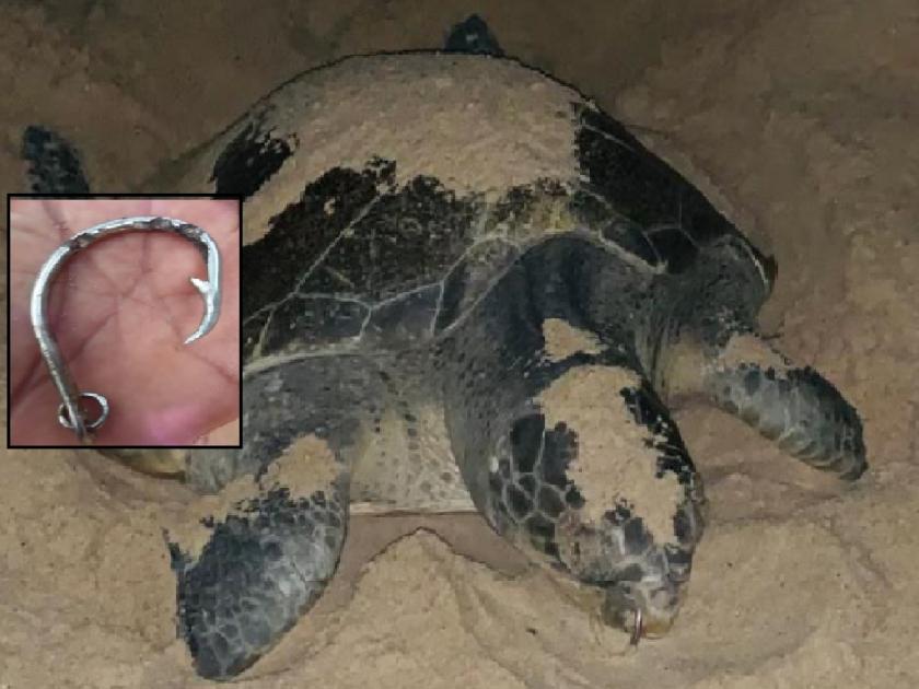 'Olive Ridley' Tortoise with throat stuck in its mouth, Kasavamitra from Wayangani gave his life | ‘ऑलिव्ह रिडले’ जातीच्या कासव तोंडात अडकला गळ, वायंगणी येथील कासवमित्रांनी दिले जीवदान