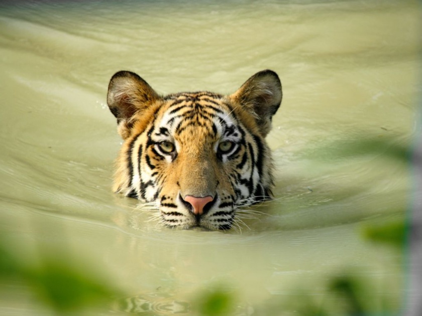 In Melghat Tiger Reserve 21 tigers along with Leopard, Bear, Rangawa, Chital are also seen. | मेळघाट व्याघ्र प्रकल्पात २१ वाघांसह बिबट, अस्वल, रानगवा, चितळाचेही दर्शन