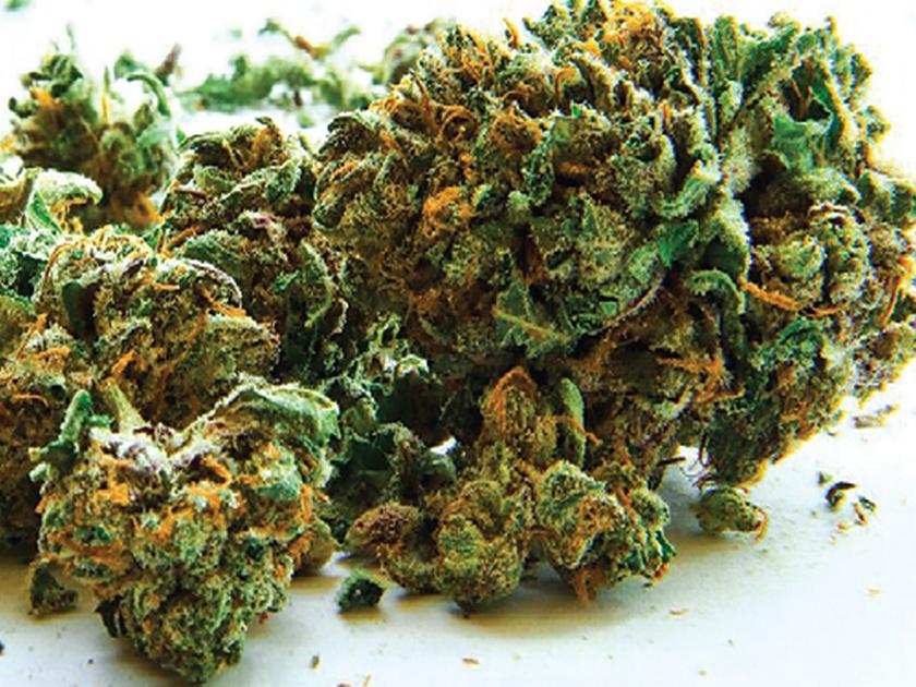 3 kg of marijuana seized from Turbhe | तुर्भेमधून ४२ किलो गांजा जप्त; एका महिलेस अटक