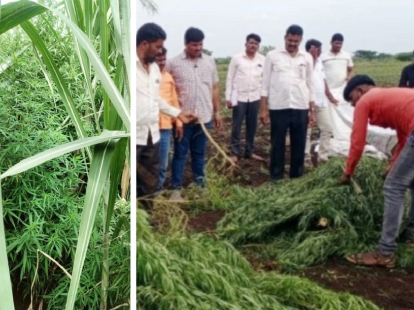Planted ganja in sugarcane fields, earn 5 lakhs quickly; Kurul Village, Mohol Taluka, Solapur District | झटपट ५ लाख कमवण्यासाठी उसाच्या फडात गांजा लावला; 'उद्योग' पुरता फसला!