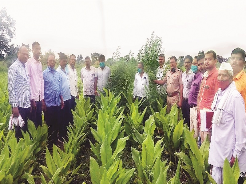 Cannabis-rich Shivar in Hingoli district; Following Aundha and Wasmat, now cannabis is also cultivated in Sengaon taluka | हिंगोली जिल्ह्यात 'गांजा'युक्त शिवार; औंढा, वसमतपाठोपाठ आता सेनगाव तालुक्यातही गांजाची लागवड