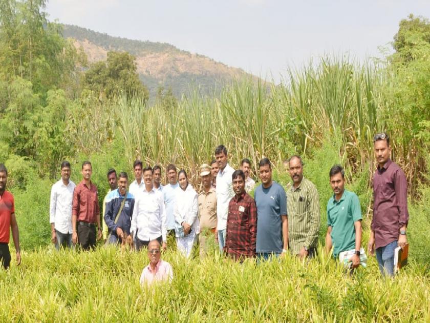 Cultivation of hemp in ginger field in Khojewadi in Satara, 27 lakhs worth of goods seized | Satara: आल्याच्या शेतात गांजाची लागवड, २७ लाखांचा मुद्देमाल जप्त 