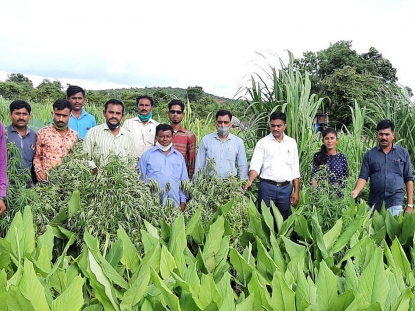 Homeguard cultivates cannabis in cotton and turmeric crops in hingoli | धक्कादायक! कापूस, हळदीच्या पिकांमध्ये होमगार्डने केली गांजाची शेती
