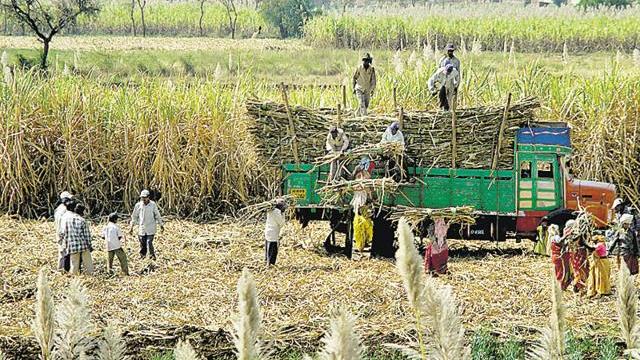 Sugarcane mills in the state delayed due to heavy rains | अतिवृष्टीमुळे राज्यातील साखर कारखान्यांचा गाळप लांबणीवर