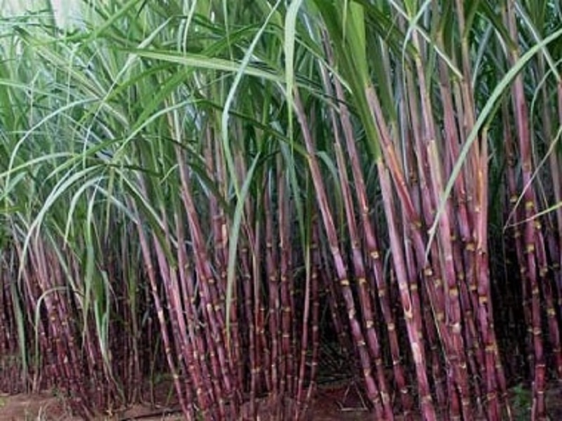 Sugarcane control of sugarcane | उसावरील हुमणी अळीचे नियंत्रण