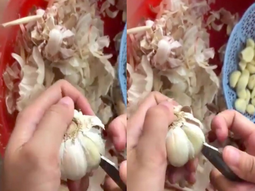 Video: Great trick for garlic, if you use this trick, you will never get bored! | Video : लसूण सोलण्याची जबरदस्त ट्रिक, ही ट्रिक वापराल तर कधीच येणार नाही कंटाळा!