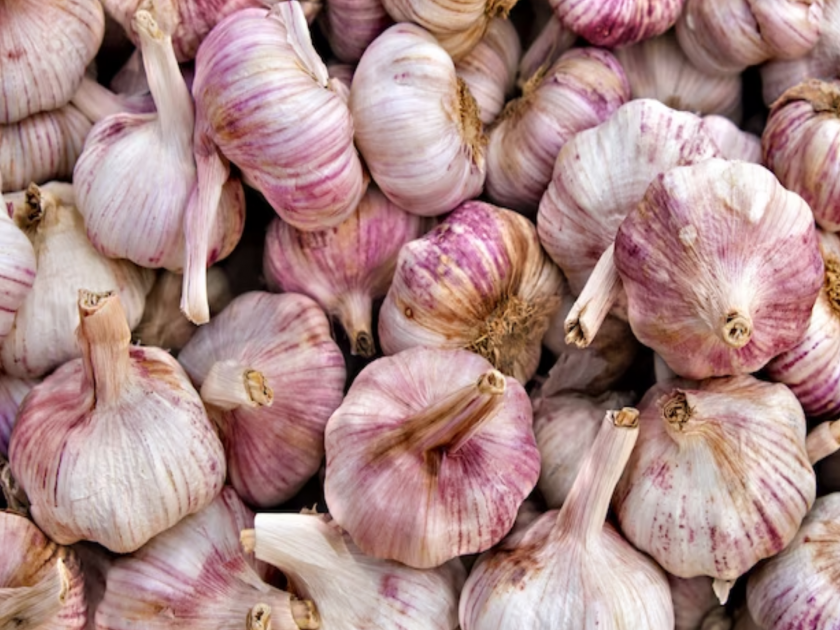 Garlic is saying 'ab ki bar rate 400 rupees par'; Sellers say, if you want garlic, take it... | लसूण म्हणतोय ‘अब की बार ४०० पार’; विक्रेते-ग्राहकांमध्ये दरवाढीवरून संघर्ष