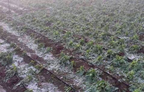 Annual planning of farmers in Washim collapsed due to hailstorm! | गारपिटीमुळे वाशिम जिल्ह्यातील शेतकऱ्यांचे वार्षिक नियोजन कोलमडले!