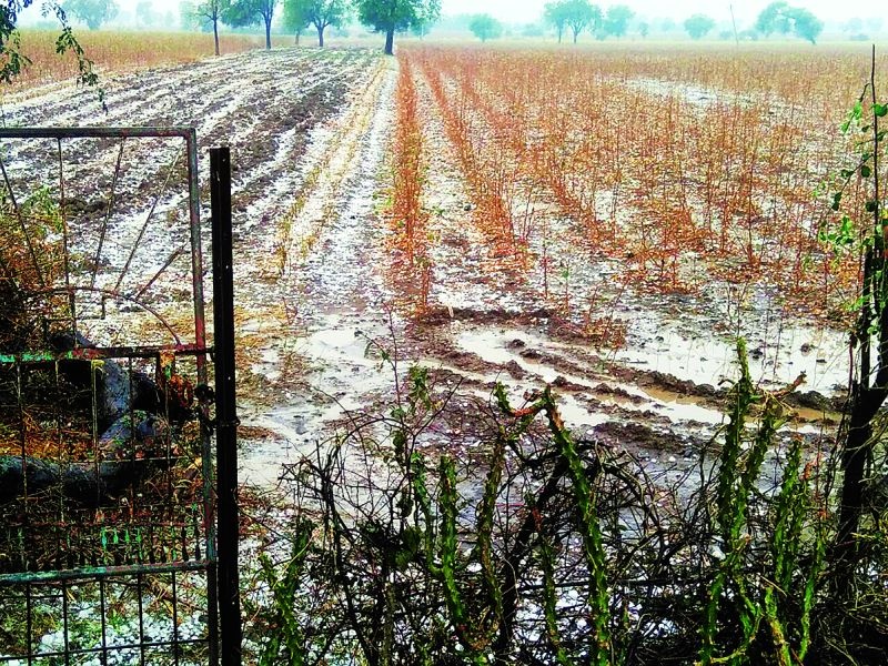 Akola district unseasonal rainy season; The farmer is inefficient | अकोला जिल्हय़ात अवकाळी पावसाचा फटका; शेतकरी हतबल