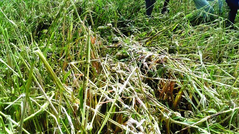 Buldana: Affected area of ​​32 thousand 700 hectare due to hailstorm | बुलडाणा : गारपिटीमुळे ३२ हजार ७00 हेक्टर क्षेत्र प्रभावित