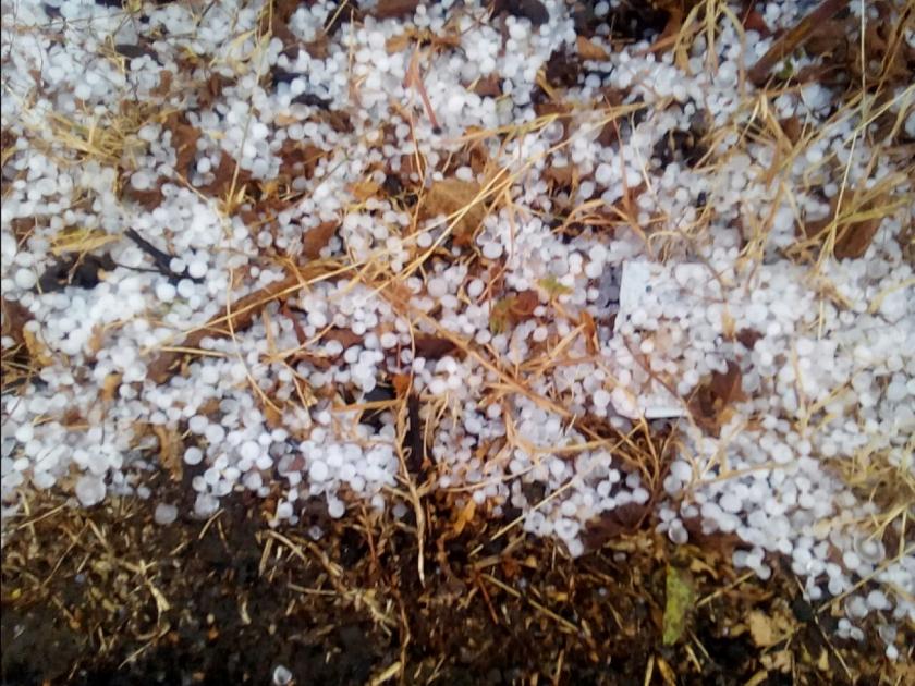 Washim: Hailstorms with unseasonal rains in Karanja taluka; Crop damage | वाशिम : कारंजा तालुक्यात अवकाळी पावसासह गारपीट; पिकांचे नुकसान 