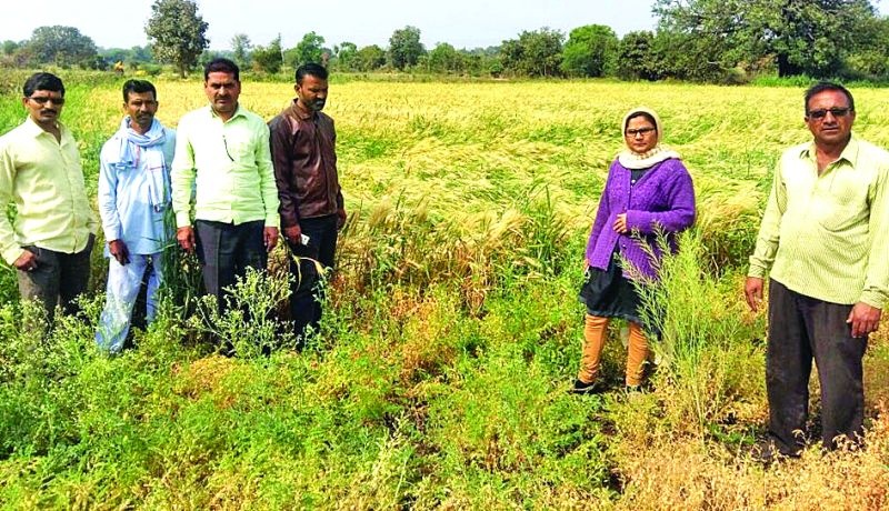 The loss of crops on hundreds of hectares in Mehkar taluka | मेहकर तालुक्यात शेकडो हेक्टरवरील पिकांचे नुकसान