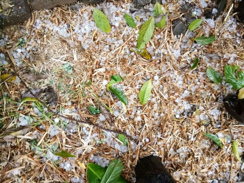 VIDEO: Humming in Mungalas, Rajura area in Washim! Crop damage | VIDEO : वाशिममधील मुंगळा, राजूरा परिसरात गारपीट! पिकांचे नुकसान