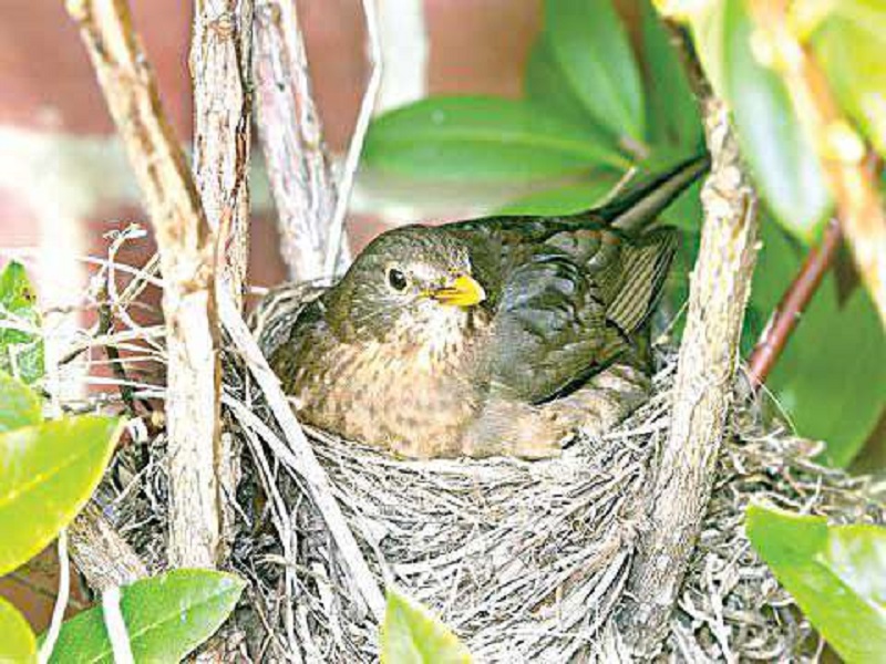 The number of bird nests decreased, the possibility of less rainfall | पक्ष्यांच्या घरट्यांची संख्या घटली, कमी पाऊस पडण्याची शक्यता