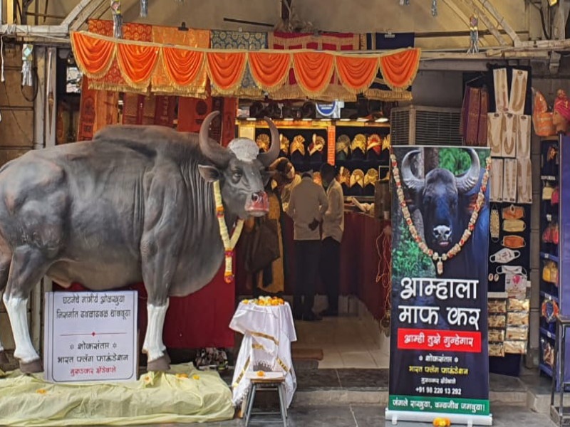 Banners apologizing to gaur who lost their lives in the people fear | 'आम्हाला माफ कर, आम्ही तुझे गुन्हेगार आहोत '! रानगव्याच्या माफीचे पुण्यात झळकले बॅनर