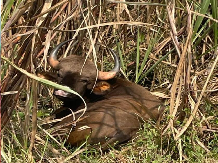 The gaur found in a cave in Sangli finally died, Forest officials accused of negligence | सांगलीतील कामेरीत सापडलेल्या गव्याचा अखेर मृत्यू, वनअधिकाऱ्यांवर निष्काळजीपणाचा आरोप