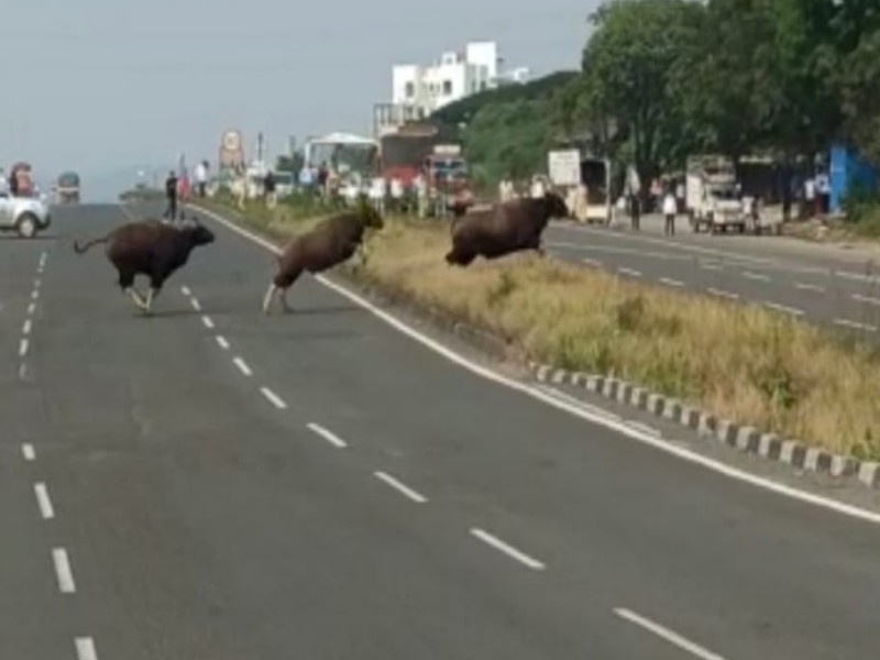 three rangave gaur seen pune satara national highway | VIDEO: पुणे - सातारा महामार्गालगत तीन रानगव्यांचे दर्शन