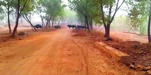 Dangers in the Kolhapur district, the elephant panic with the cattle; | कोल्हापूर जिल्ह्यात बिबटे, गव्यांसह हत्तींची दहशत : वनविभागाकडून तुटपुंजी भरपाई