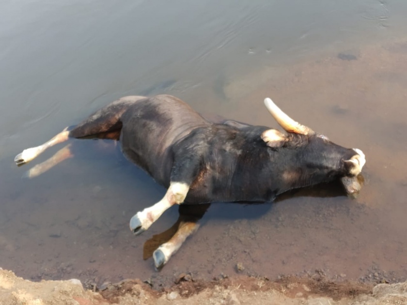 A herd of cows in search of water fell into the canal | पाण्याच्या शोधात आलेल्या गव्यांचा कळप पडला कालव्यात, एका गव्याच्या मृत्यू