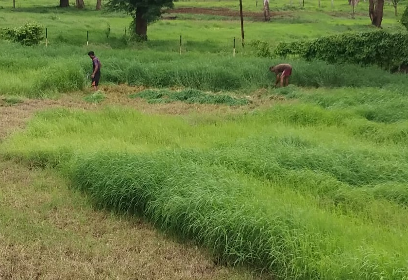 Due to heavy rains, the first harvest of grass started in Bavda | दमदार पावसामुळे बावड्यात गवताच्या पहिल्या कापणीस सुरुवात
