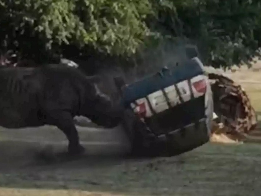 Angry rhino attacked a car with force car crash video goes viral | Video : संतापलेल्या गेंड्याने केला कारचा चेंदामेंदा, ड्रायव्हरने कसाबसा वाचवला जीव!