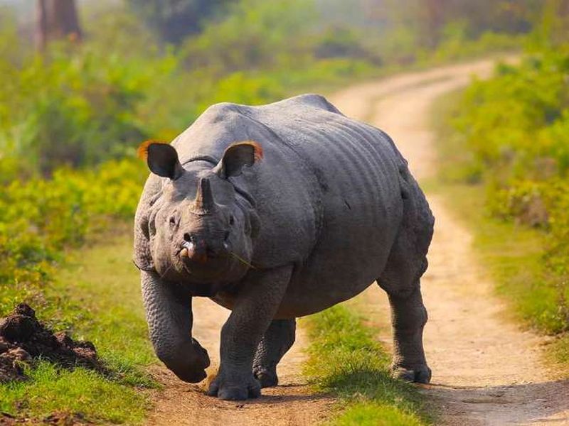 One horn rhinos in Kajiranga national park- | केवळ 'या' नॅशनल पार्कमध्ये बघायला मिळतात एक शिंग असलेले गेंडे!