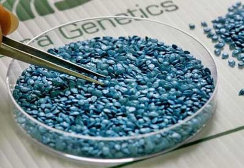 Issue of Genetically Modified Seeds pending | जनुकीय सुधारित बियाण्यांचे भिजत घोंगडे