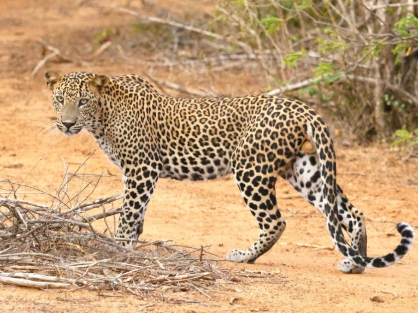 ‘Want to understand the human-leopard relationship’ | चर्चेतील व्यक्तीशी थेट संवाद, ‘माणूस-बिबट्याचे नाते समजून घ्यायचे आहे’