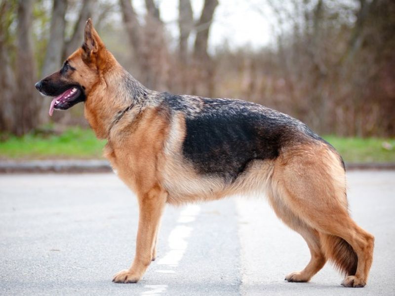 Police will now have to take the dog to search | पोलिसांना आता कुत्र्याचा घ्यावा लागणार शोध