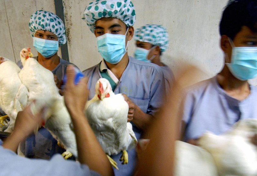 Combing operation for bird flu | ‘बर्ड फ्लू’साठी कोंबिंग ऑपरेशन