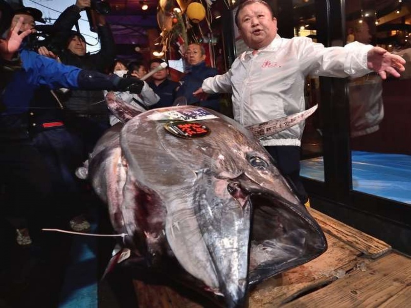 OMG... Tuna fish got 13 crore bid in Japan; what is special? | बाबो... माशाला मिळाली 13 कोटींची बोली; एवढे आहे तरी काय त्यात?
